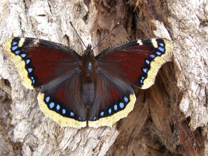 July Butterfly Tour (Bulgaria)